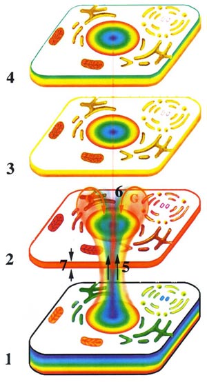 Fig-32