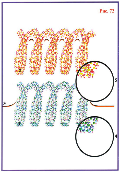 Fig-72