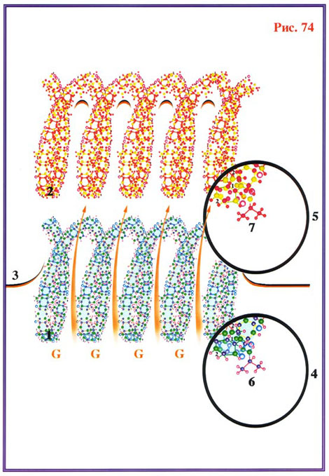 Fig-74