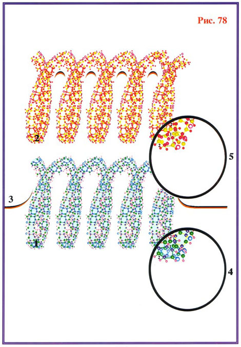 Fig-78