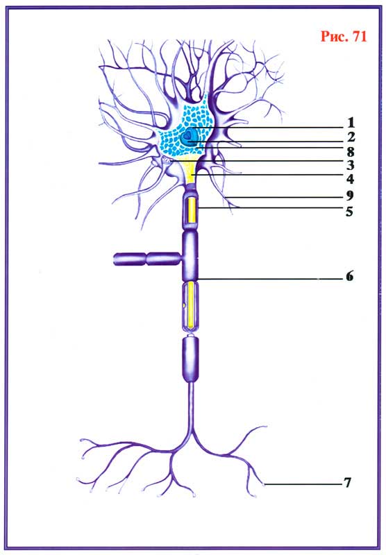 Fig 71