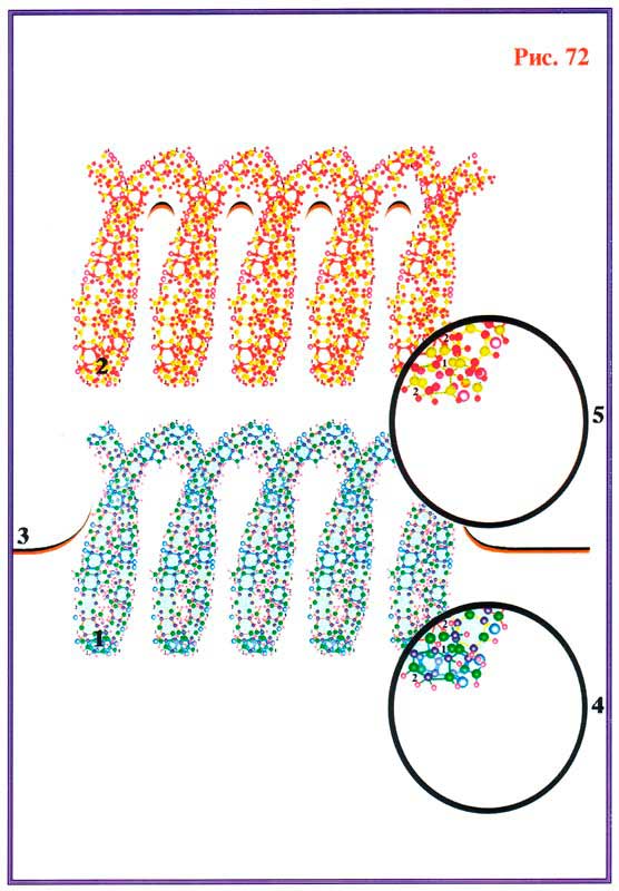Fig 72