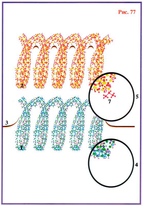 Fig 77