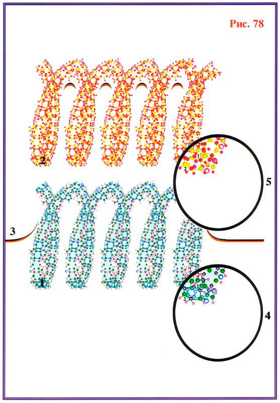 Fig 78