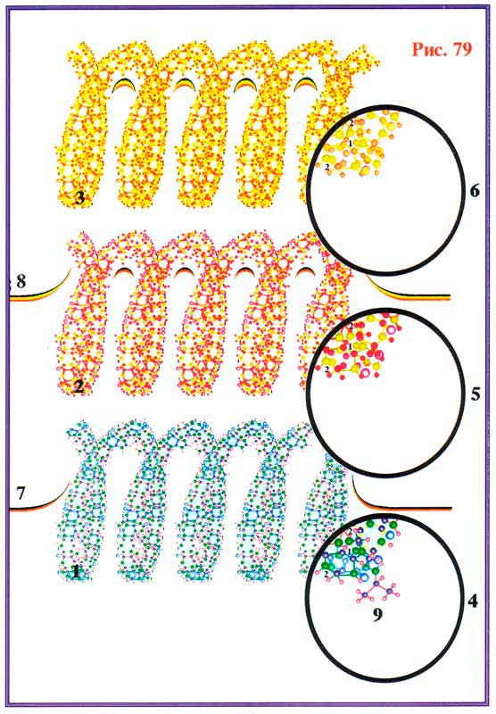 Fig 79
