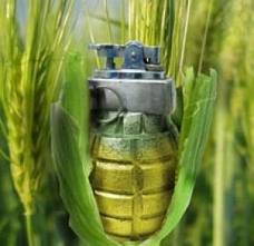 gmo