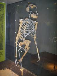 lusi1